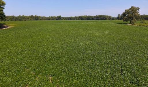 Photo of SOLD!  210 Acres of Farm and Timber Land For Sale in Johnston County NC!