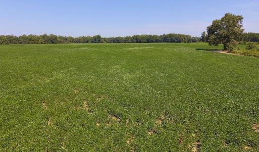 Photo of SOLD!  210 Acres of Farm and Timber Land For Sale in Johnston County NC!