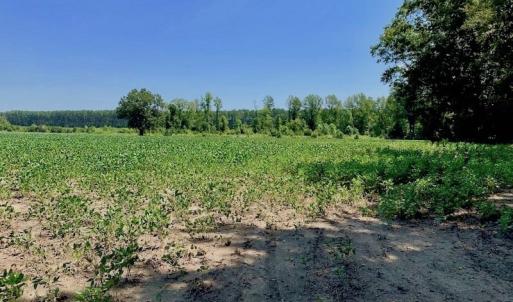 Photo of SOLD!  210 Acres of Farm and Timber Land For Sale in Johnston County NC!