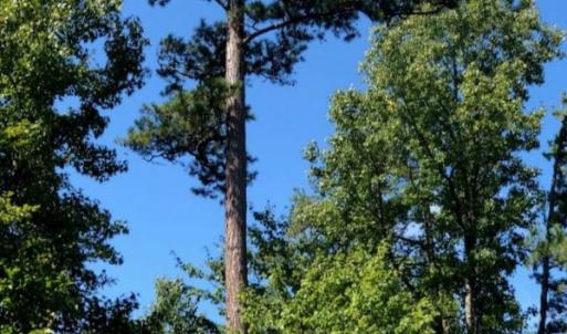 Photo of SOLD!  1.82 acres of Recreational Land For Sale in Mecklenburg County VA!