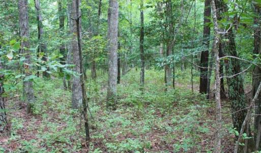 Photo of SOLD!!  6 Acres of Hunting and Residential Land For Sale in Surry County VA!