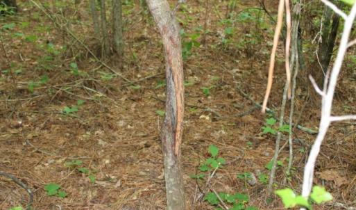 Photo of SOLD!!  6 Acres of Hunting and Residential Land For Sale in Surry County VA!