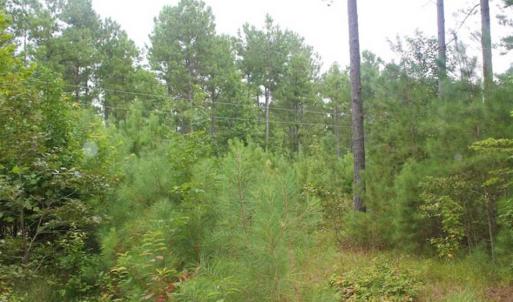 Photo of SOLD!!  6 Acres of Hunting and Residential Land For Sale in Surry County VA!