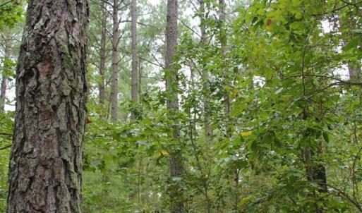 Photo of SOLD!!  6 Acres of Hunting and Residential Land For Sale in Surry County VA!