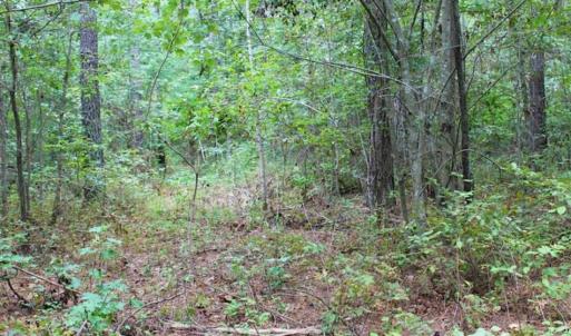 Photo of SOLD!!  6 Acres of Hunting and Residential Land For Sale in Surry County VA!