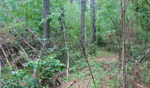 Photo of SOLD!!  6 Acres of Hunting and Residential Land For Sale in Surry County VA!