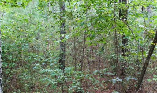 Photo of SOLD!!  6 Acres of Hunting and Residential Land For Sale in Surry County VA!