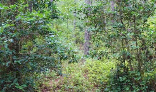 Photo of SOLD!!  6 Acres of Hunting and Residential Land For Sale in Surry County VA!