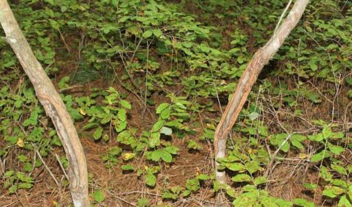 Photo of SOLD!!  6 Acres of Hunting and Residential Land For Sale in Surry County VA!