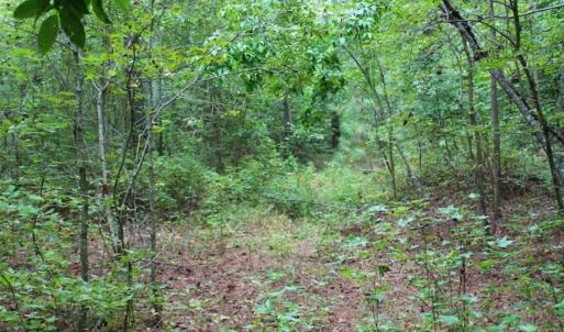 Photo of SOLD!!  6 Acres of Hunting and Residential Land For Sale in Surry County VA!