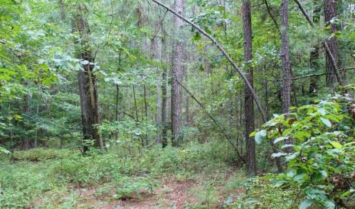 Photo of SOLD!!  6 Acres of Hunting and Residential Land For Sale in Surry County VA!