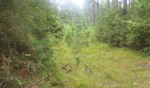 Photo of SOLD!!  6 Acres of Hunting and Residential Land For Sale in Surry County VA!