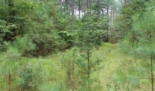 Photo of SOLD!!  6 Acres of Hunting and Residential Land For Sale in Surry County VA!