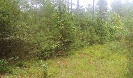 Photo of SOLD!!  6 Acres of Hunting and Residential Land For Sale in Surry County VA!