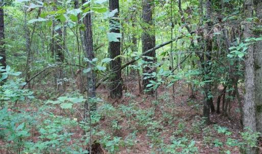 Photo of SOLD!!  6 Acres of Hunting and Residential Land For Sale in Surry County VA!