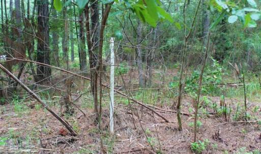 Photo of SOLD!!  6 Acres of Hunting and Residential Land For Sale in Surry County VA!