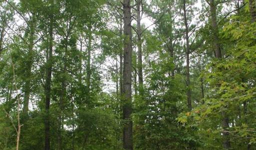 Photo of SOLD!!  6 Acres of Hunting and Residential Land For Sale in Surry County VA!