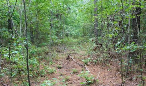 Photo of SOLD!!  6 Acres of Hunting and Residential Land For Sale in Surry County VA!