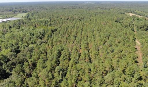 Photo of REDUCED! 265 Acres of Prime Hunting Land For Sale in Sampson County NC!
