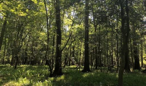 Photo of REDUCED! 265 Acres of Prime Hunting Land For Sale in Sampson County NC!