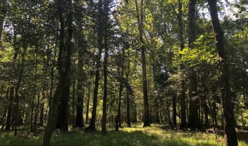 Photo of REDUCED! 265 Acres of Prime Hunting Land For Sale in Sampson County NC!