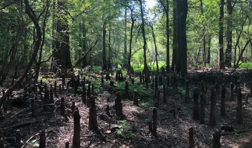 Photo of REDUCED! 265 Acres of Prime Hunting Land For Sale in Sampson County NC!