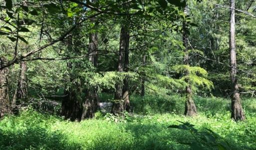 Photo of REDUCED! 265 Acres of Prime Hunting Land For Sale in Sampson County NC!