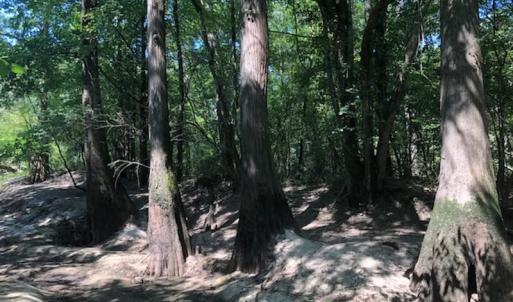 Photo of REDUCED! 265 Acres of Prime Hunting Land For Sale in Sampson County NC!
