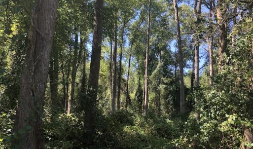Photo of REDUCED! 265 Acres of Prime Hunting Land For Sale in Sampson County NC!