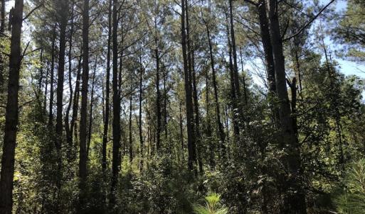 Photo of REDUCED! 265 Acres of Prime Hunting Land For Sale in Sampson County NC!
