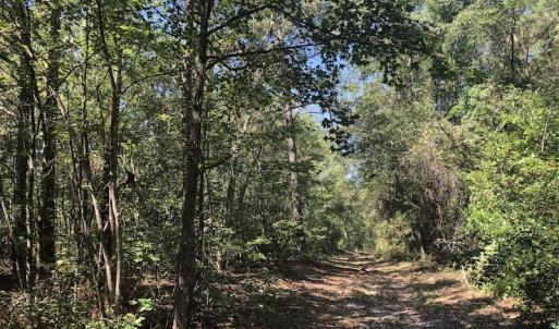 Photo of REDUCED! 265 Acres of Prime Hunting Land For Sale in Sampson County NC!