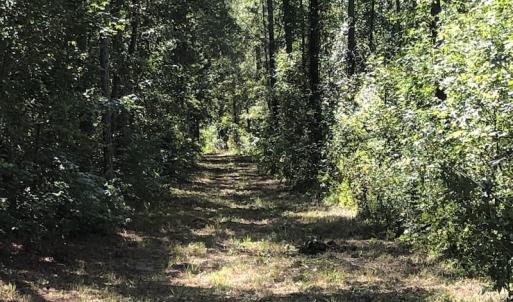 Photo of REDUCED! 265 Acres of Prime Hunting Land For Sale in Sampson County NC!