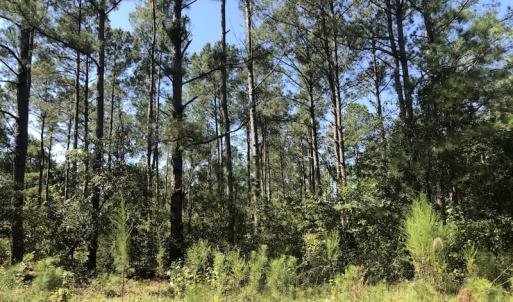 Photo of REDUCED! 265 Acres of Prime Hunting Land For Sale in Sampson County NC!
