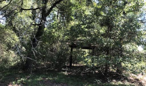 Photo of REDUCED! 265 Acres of Prime Hunting Land For Sale in Sampson County NC!