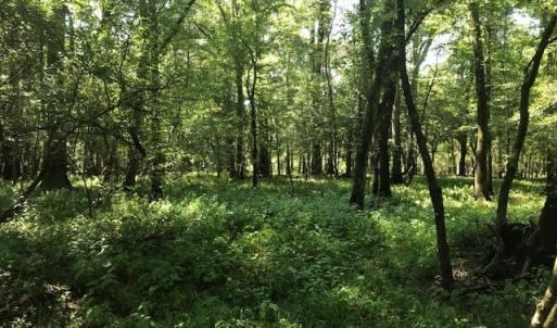 Photo of REDUCED! 265 Acres of Prime Hunting Land For Sale in Sampson County NC!