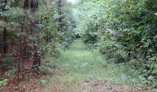 Photo of SOLD!!  100 Acres of Hunting Land For sale in Surry County VA!