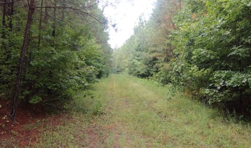 Photo of SOLD!!  100 Acres of Hunting Land For sale in Surry County VA!