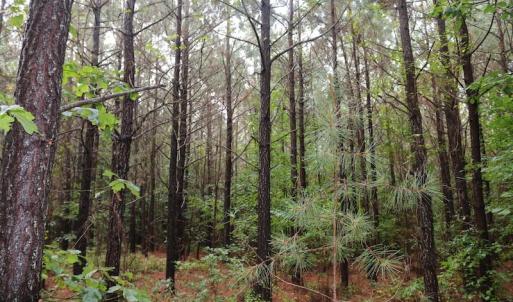 Photo of SOLD!!  100 Acres of Hunting Land For sale in Surry County VA!