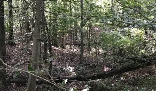 Photo of SOLD!!   32.01 Acres of Hunting and Timber Land for Sale in Bladen County NC!