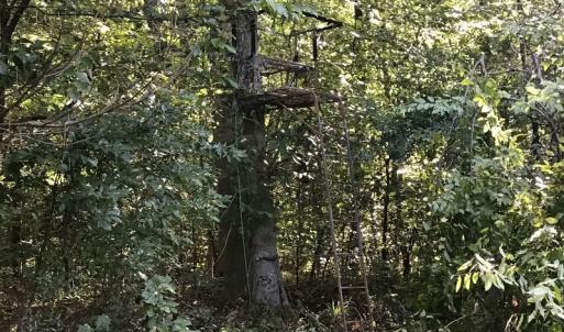 Photo of SOLD!!   32.01 Acres of Hunting and Timber Land for Sale in Bladen County NC!
