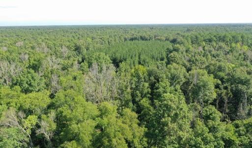 Photo of SOLD!!   32.01 Acres of Hunting and Timber Land for Sale in Bladen County NC!