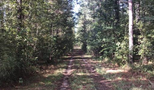 Photo of SOLD!!   32.01 Acres of Hunting and Timber Land for Sale in Bladen County NC!