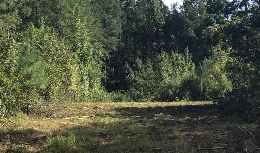 Photo of SOLD!!   32.01 Acres of Hunting and Timber Land for Sale in Bladen County NC!