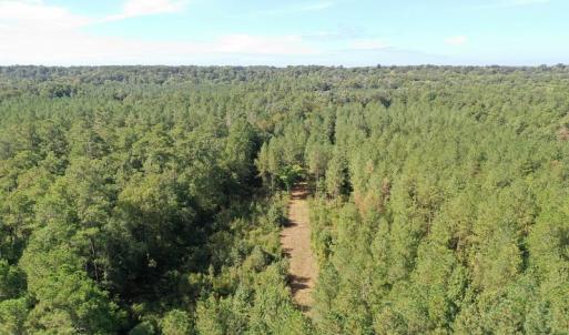 Photo of SOLD!!   32.01 Acres of Hunting and Timber Land for Sale in Bladen County NC!