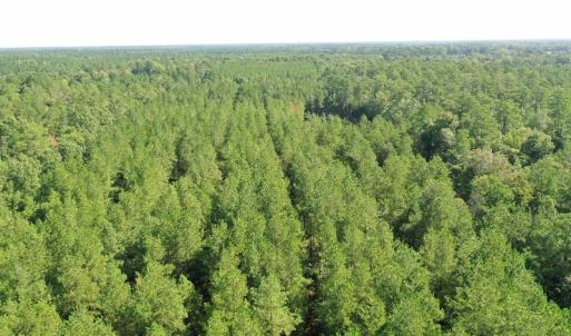 Photo of SOLD!!   32.01 Acres of Hunting and Timber Land for Sale in Bladen County NC!