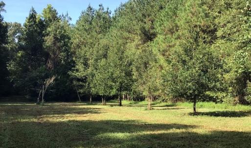 Photo of SOLD!!   32.01 Acres of Hunting and Timber Land for Sale in Bladen County NC!