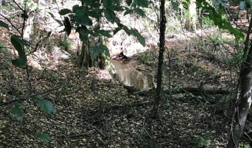 Photo of SOLD!!   32.01 Acres of Hunting and Timber Land for Sale in Bladen County NC!