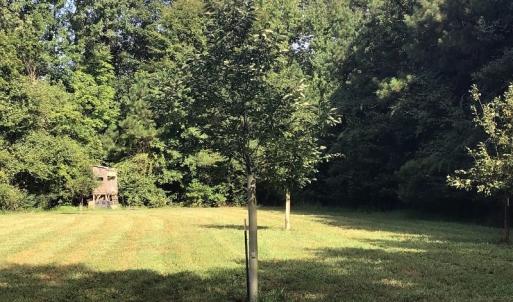 Photo of SOLD!!   32.01 Acres of Hunting and Timber Land for Sale in Bladen County NC!