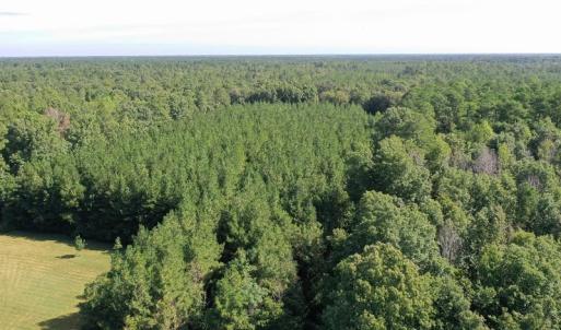 Photo of SOLD!!   32.01 Acres of Hunting and Timber Land for Sale in Bladen County NC!