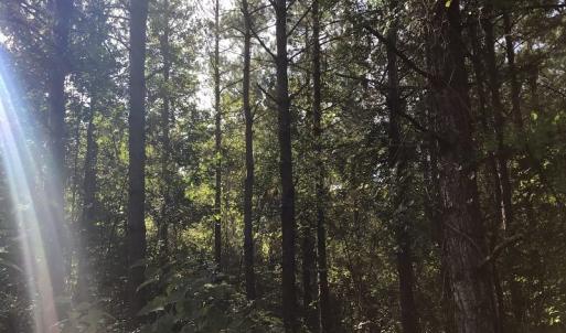 Photo of SOLD!!   32.01 Acres of Hunting and Timber Land for Sale in Bladen County NC!
